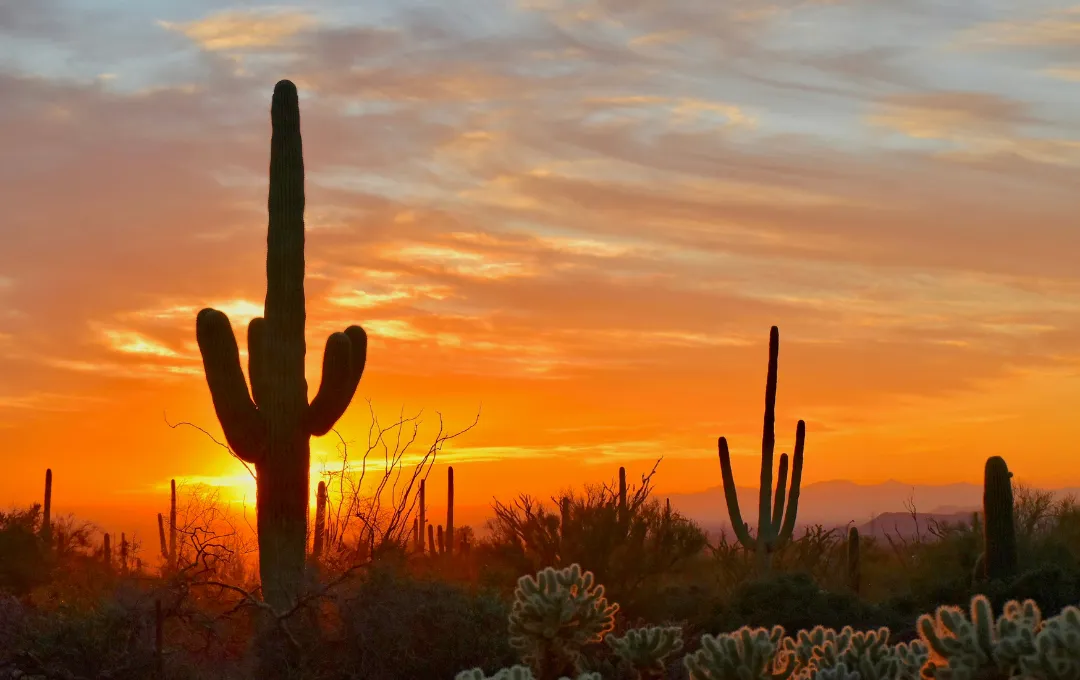 9 Saguaro cactus silhouettes at sunset in the Sonoran Desert